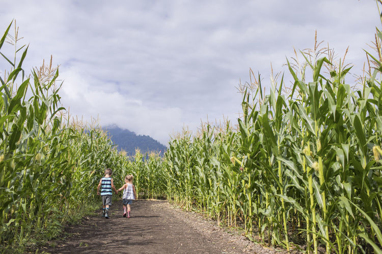 Young boy and girl holding hands while in corn maze.
