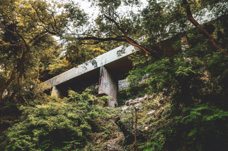 Low angle view of cross amidst trees in forest