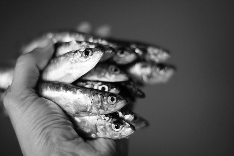 Close-up of hand holding fish