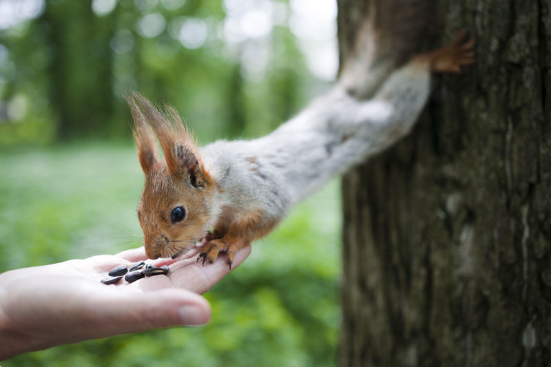 Squirrel eats nuts from a human hand. squirrel feeding in the park.