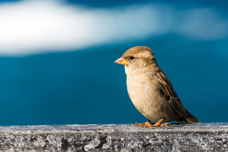 Close-up of bird perching on retaining wall