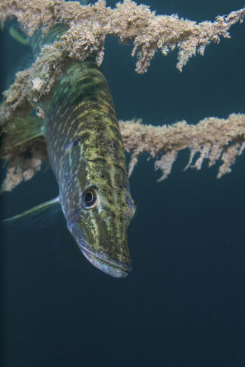 Underwater photo of the northern pike, esox lucius in soderica lake, croatia