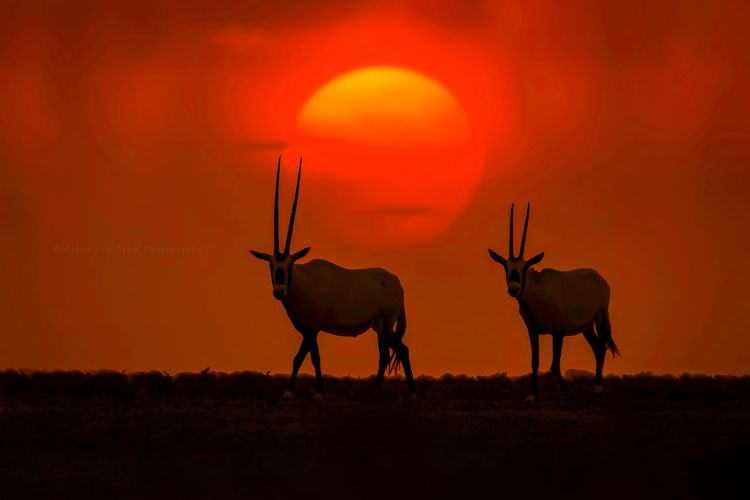 Silhouette arabian oryx standing on field against sky during sunset