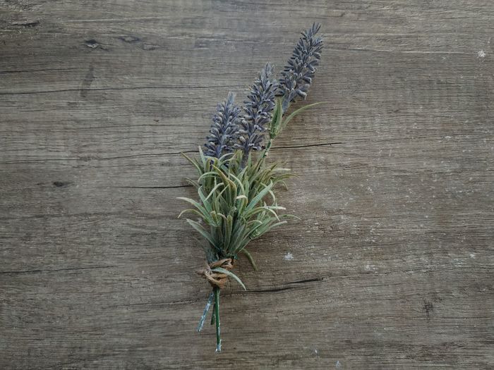 High angle view of plant growing on table