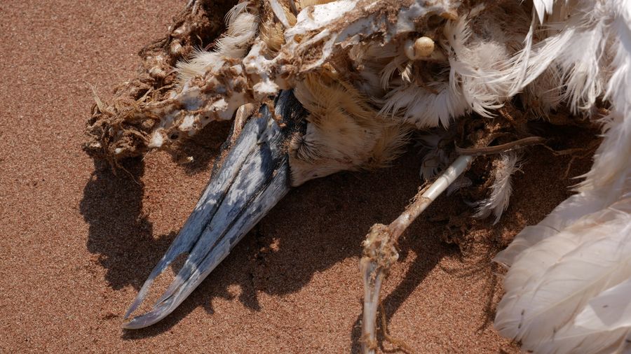 High angle view of gull skull, with feathers and impressive beak
