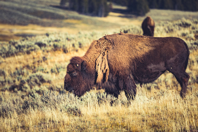 Wild bison grazing in yellowstone national park