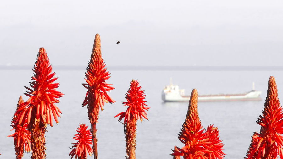 Red flowering plants by sea against sky