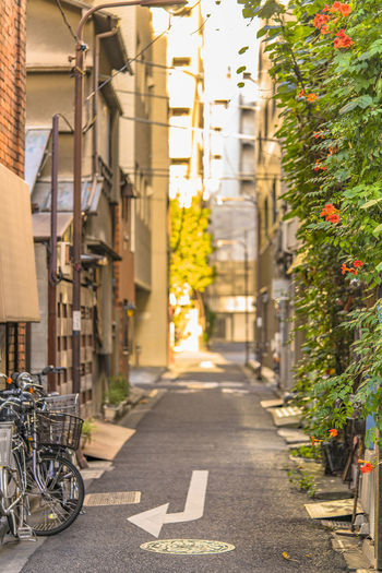Walls covered with foliage and bignoniaceae flowers horn trumpet vine in a small alley of kanda.