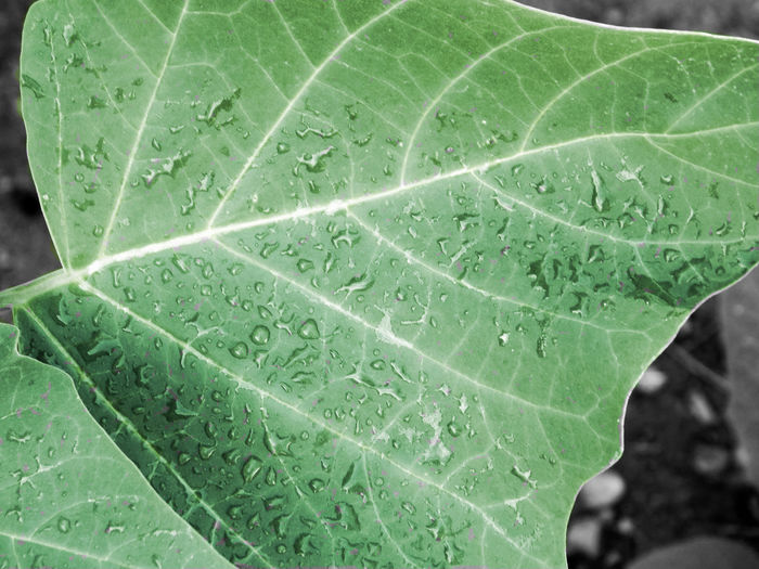 Close-up of green leaf