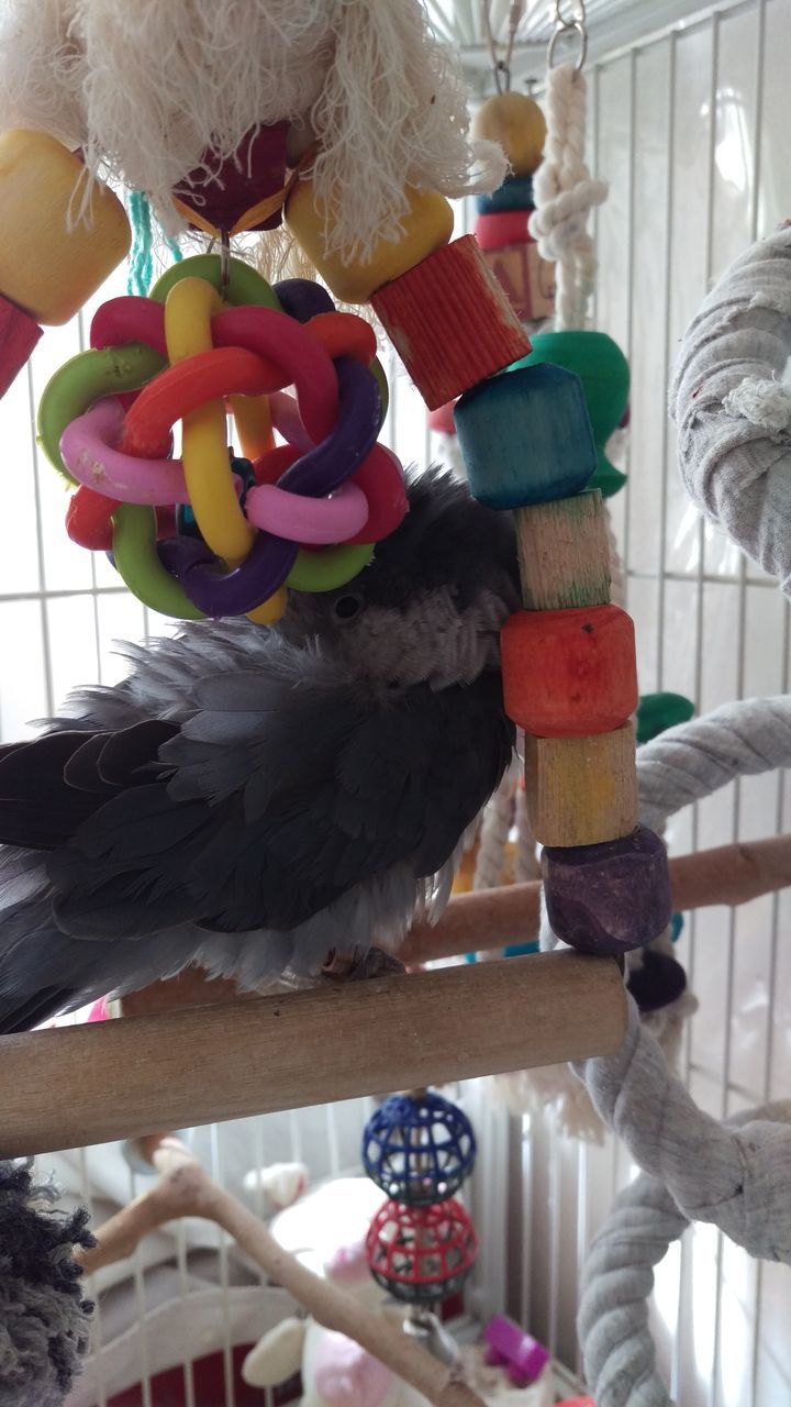 CLOSE-UP OF A BIRD WITH TOYS IN THE BACKGROUND