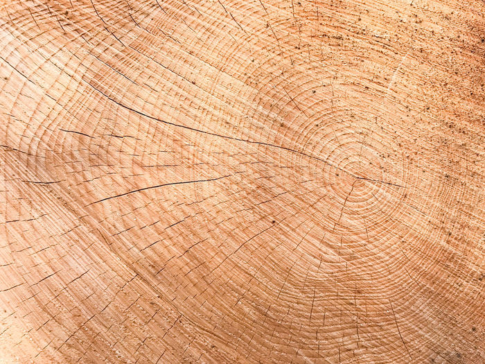 Full frame shot of tree stump