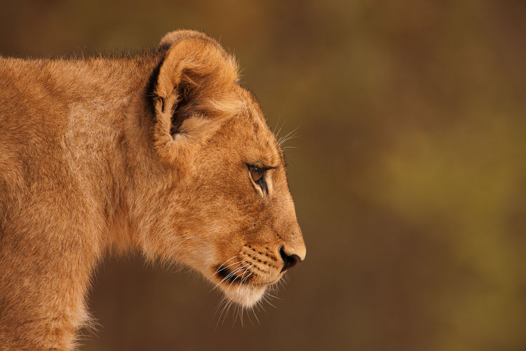 Close-up portrait of lion 