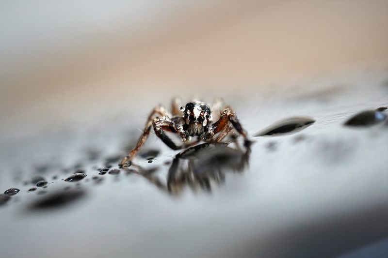 Jumping spider macro photography