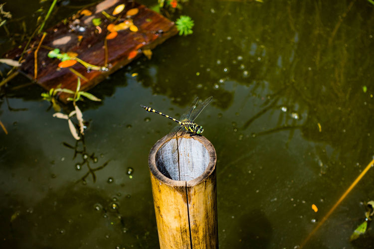 High angle view of dragonfly on wooden post in lake
