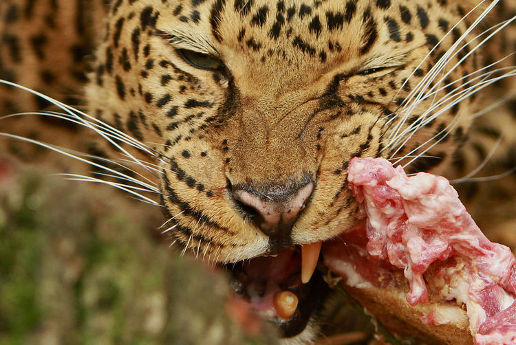 Close-up portrait of leopard eating meat