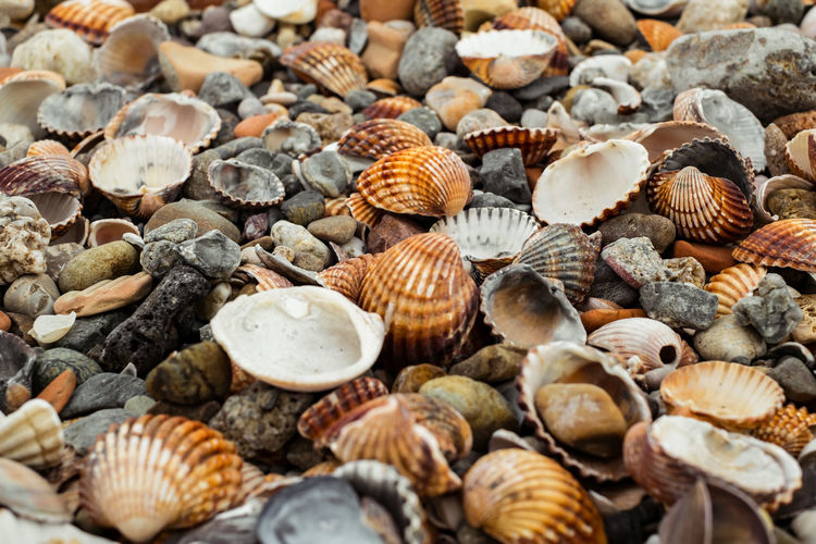 Colorful seashells on the beach background