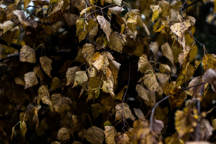 Close-up of dry leaves