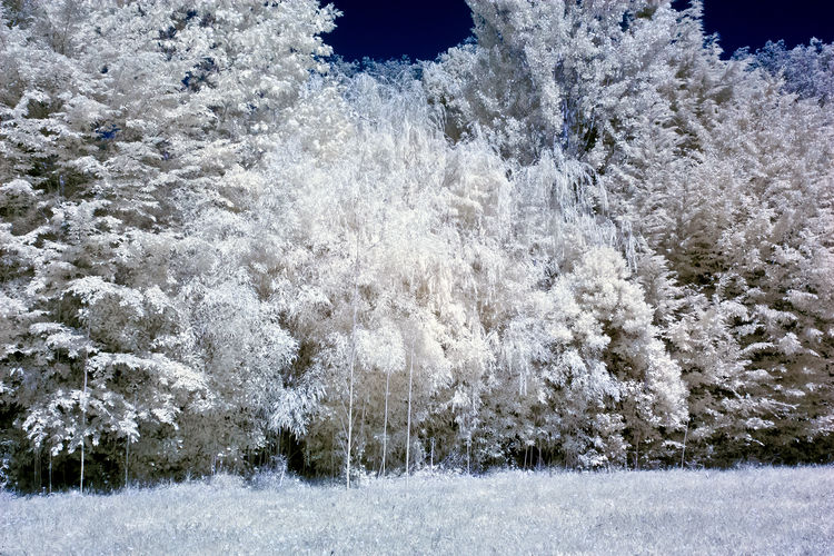 Frozen trees on land