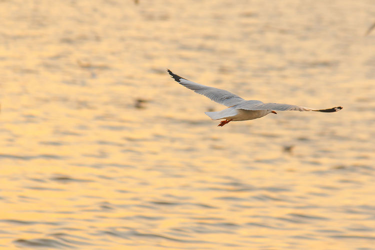 Seagull flying in the sea