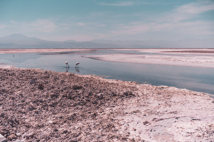 Group of flamingos in salt lake against volcanos in the background