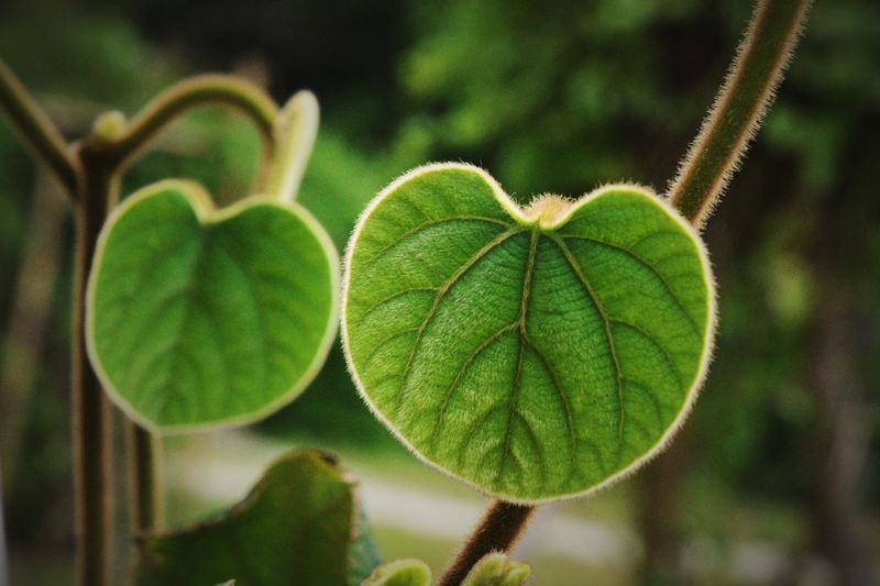Close-up of heart shape leaf