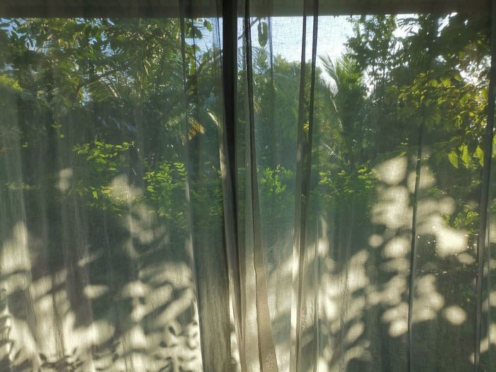 Scenic view of forest seen through window