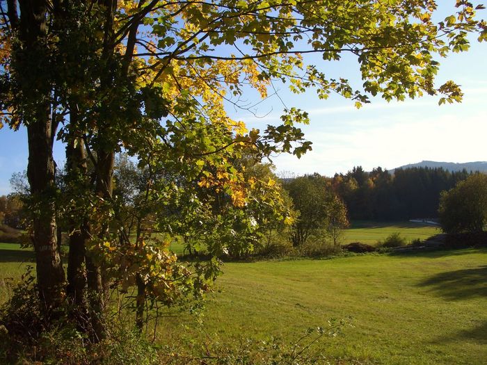 Trees on field against sky