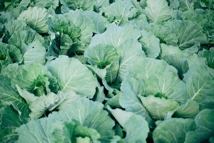 Full frame shot of cabbage