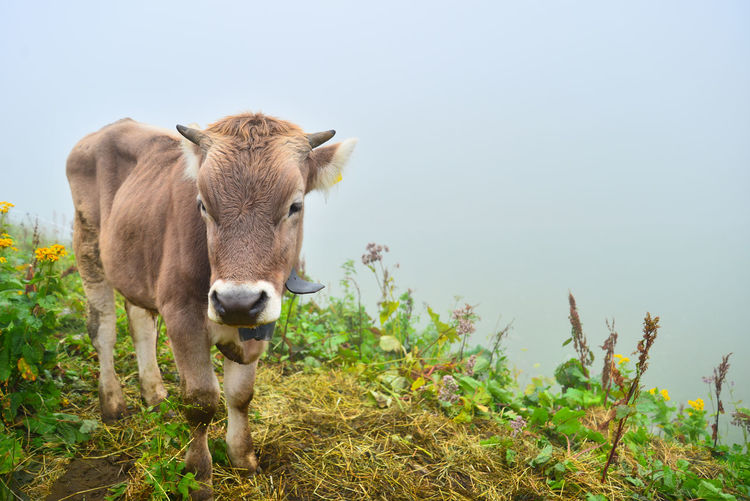 Portrait of a cow standing at the allgäu alps, oberstdorf, germany. cow farming at the alps mountain