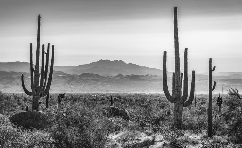 Saguaro cactus in foreground with mountains and haze in black and white 
