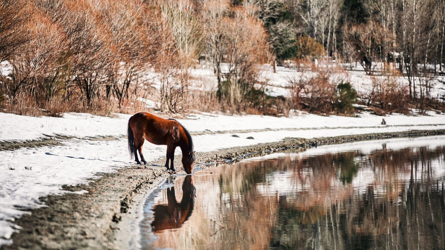 Horse drinking water from a lake