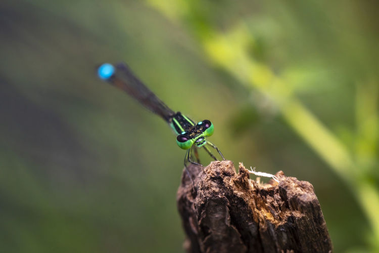Macro photo of a colorful damselfly resting on a twig photo was taken in northern israel