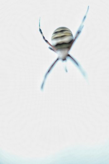 Close-up of insect on white background