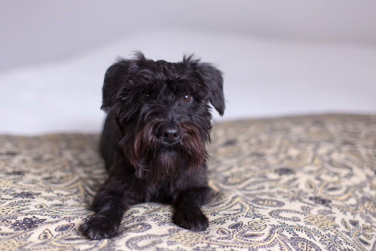Handsome miniature black schnauzer with brown moustaches lying down on bed staring intently