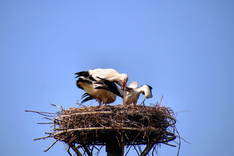 Low angle view of storks in nest against clear blue sky