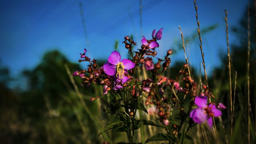 Close-up of pink flowering plants against sky