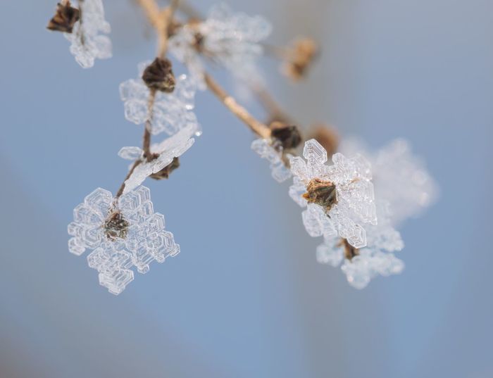 Close-up of frozen flower against white background