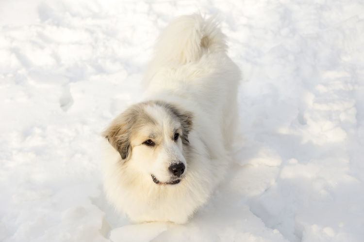 White dog on snow covered field