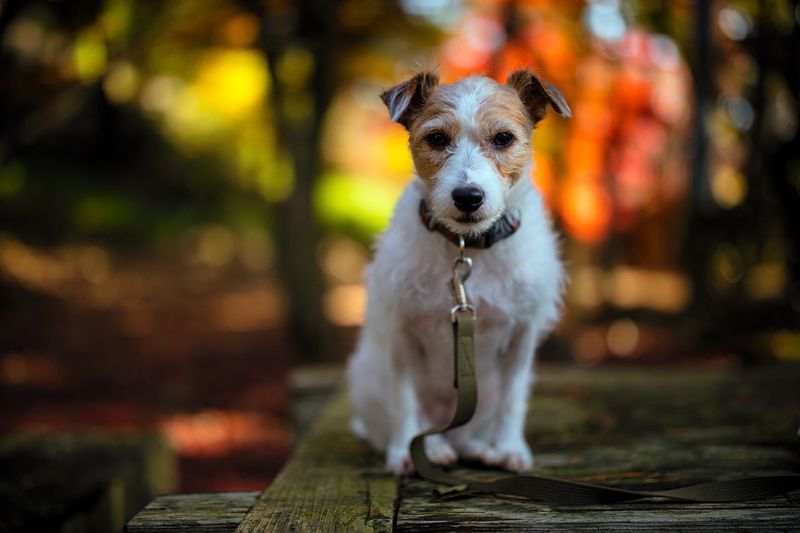 Close-up of dog sitting outdoors