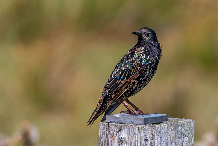 Close-up of bird perching on wooden post