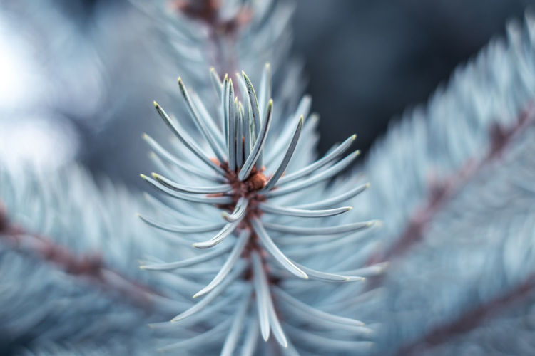 Blue spruce branches close view
