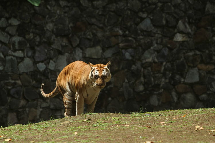 animal