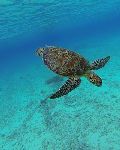 Turtle swimming in sea