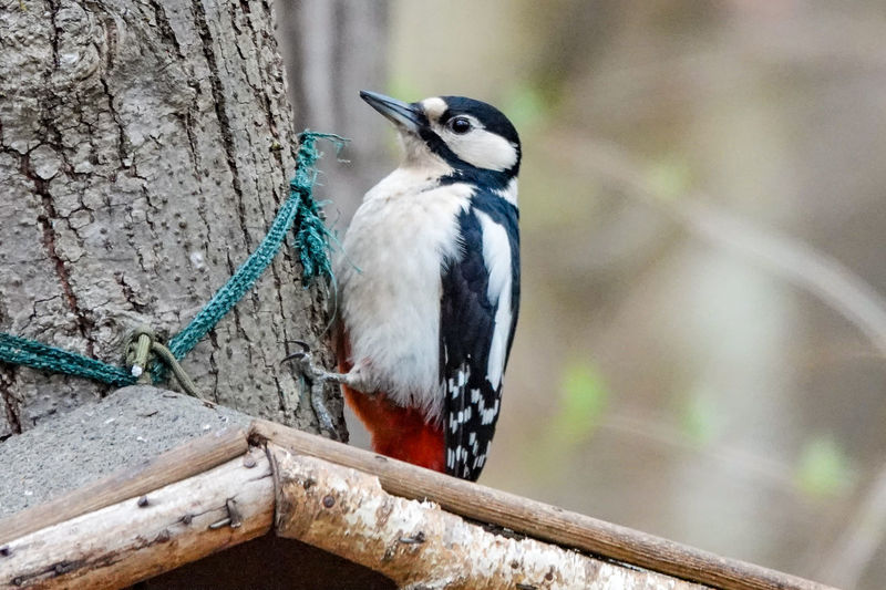 Close-up of bird perching on tree trunk