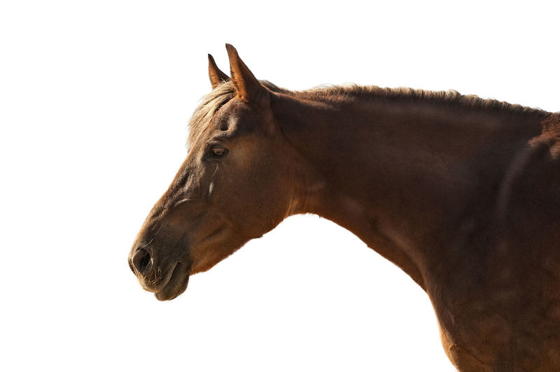 Side view of horse against white background