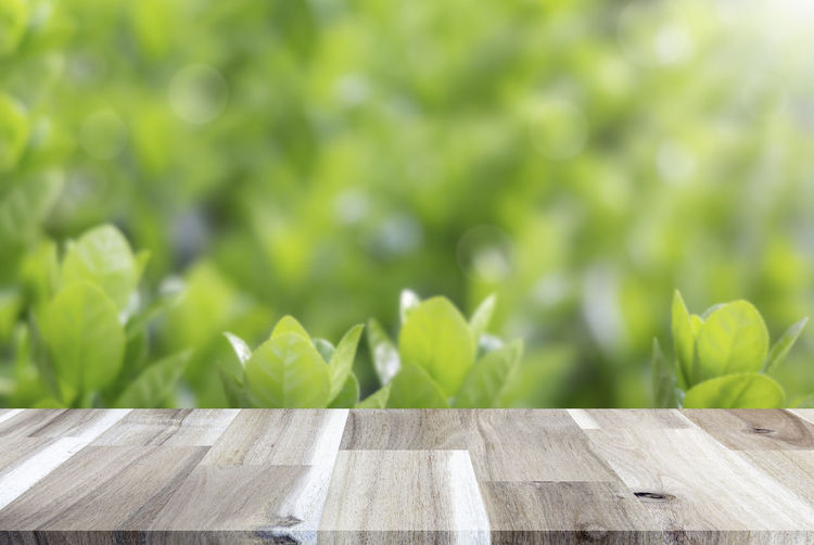 Close-up of fresh green leaves on table