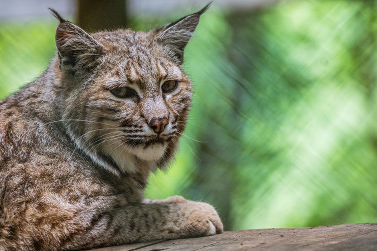 Close-up portrait of cat