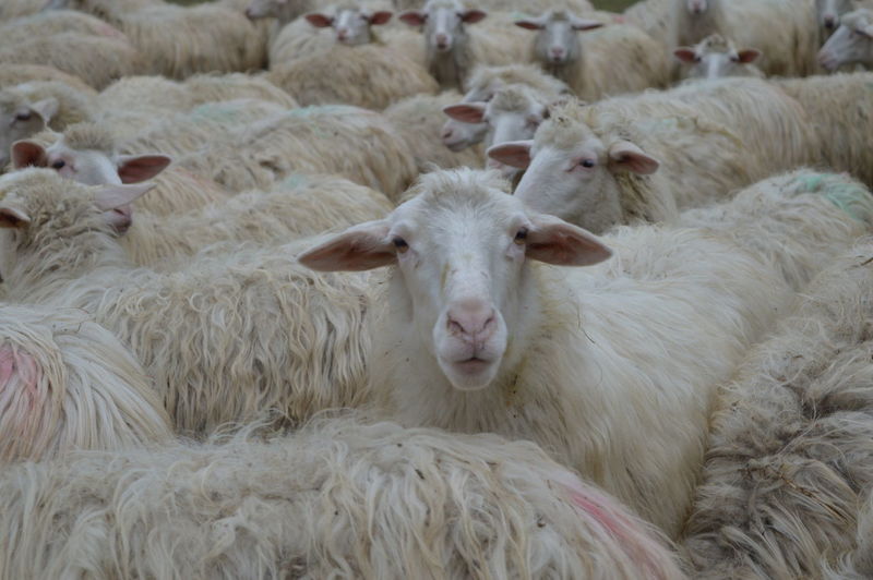 Full frame shot of flock of sheep