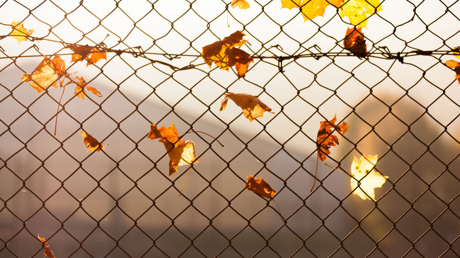 View of orange chainlink fence against the sky