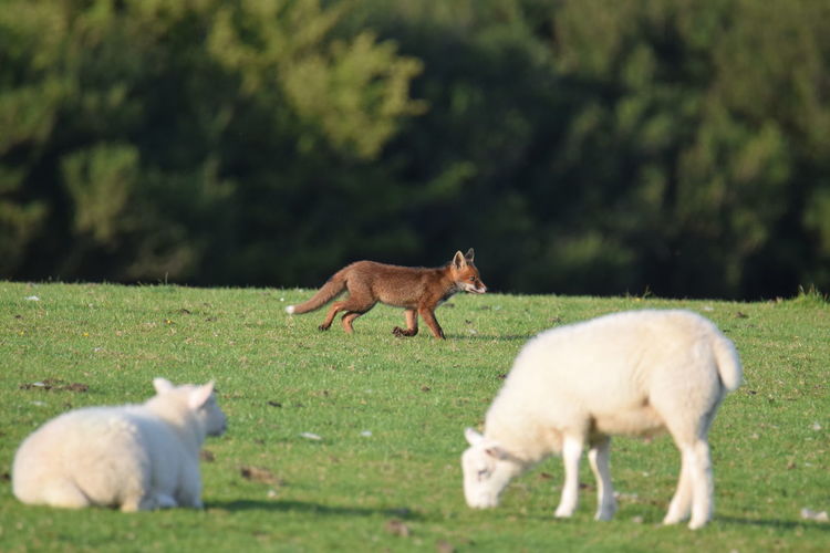 Sheep grazing in a field with fox friend